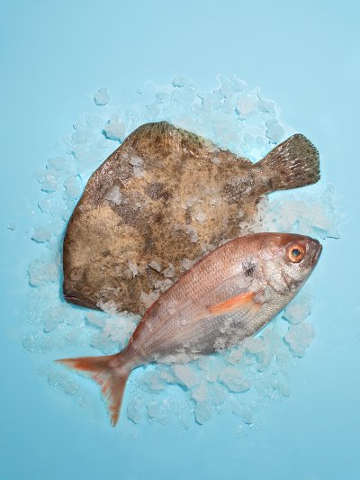 Du poisson et des fruits de mer